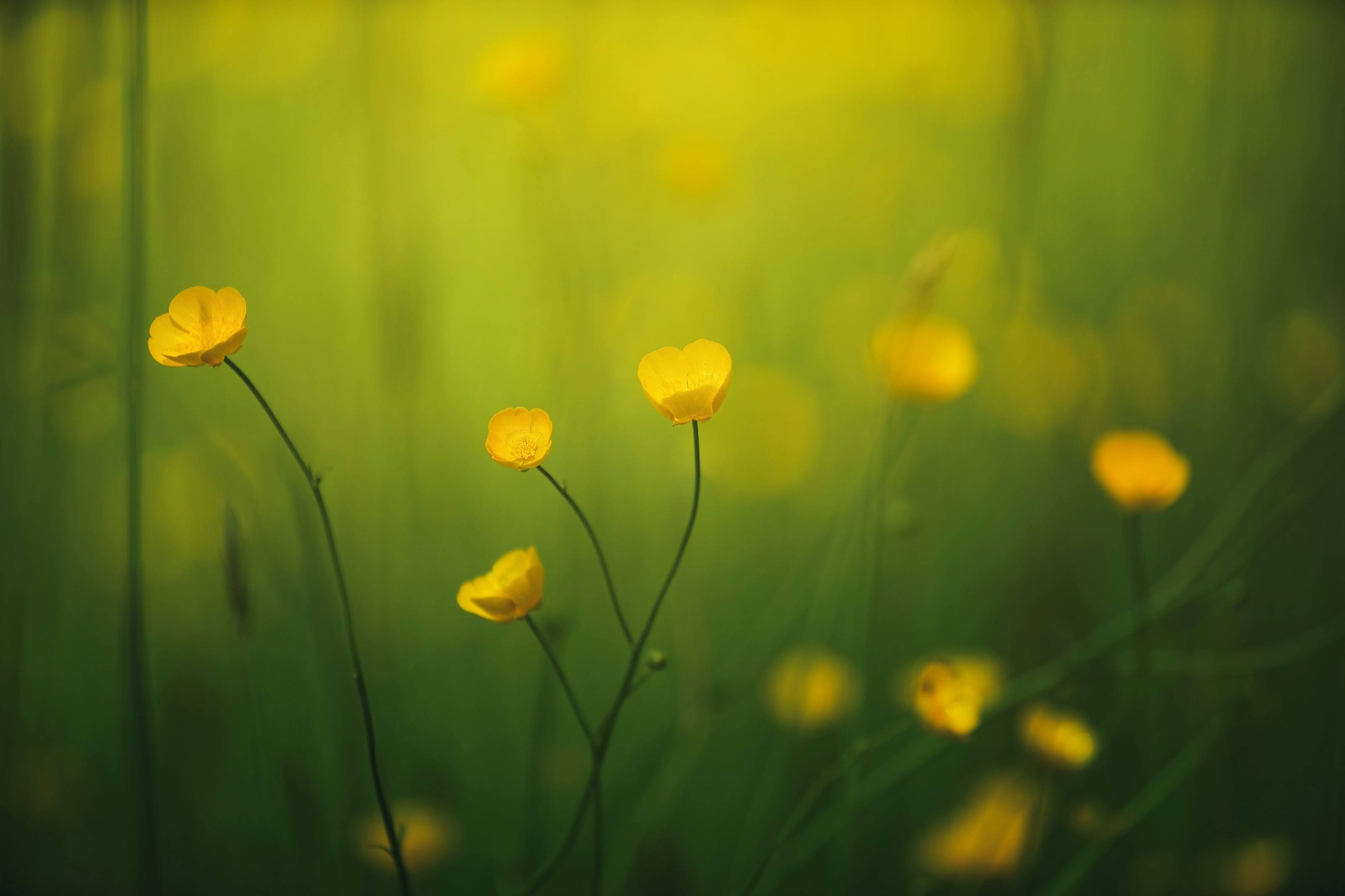 Yellow buttercups in a sunlit meadow
