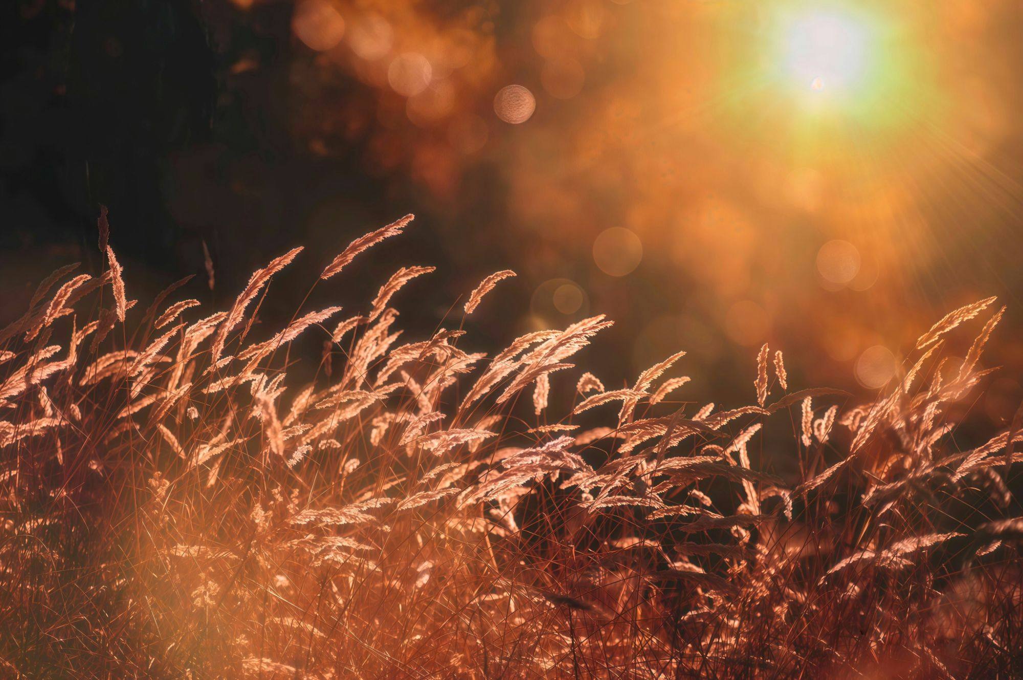 Tall grasses glowing in low golden sunlight