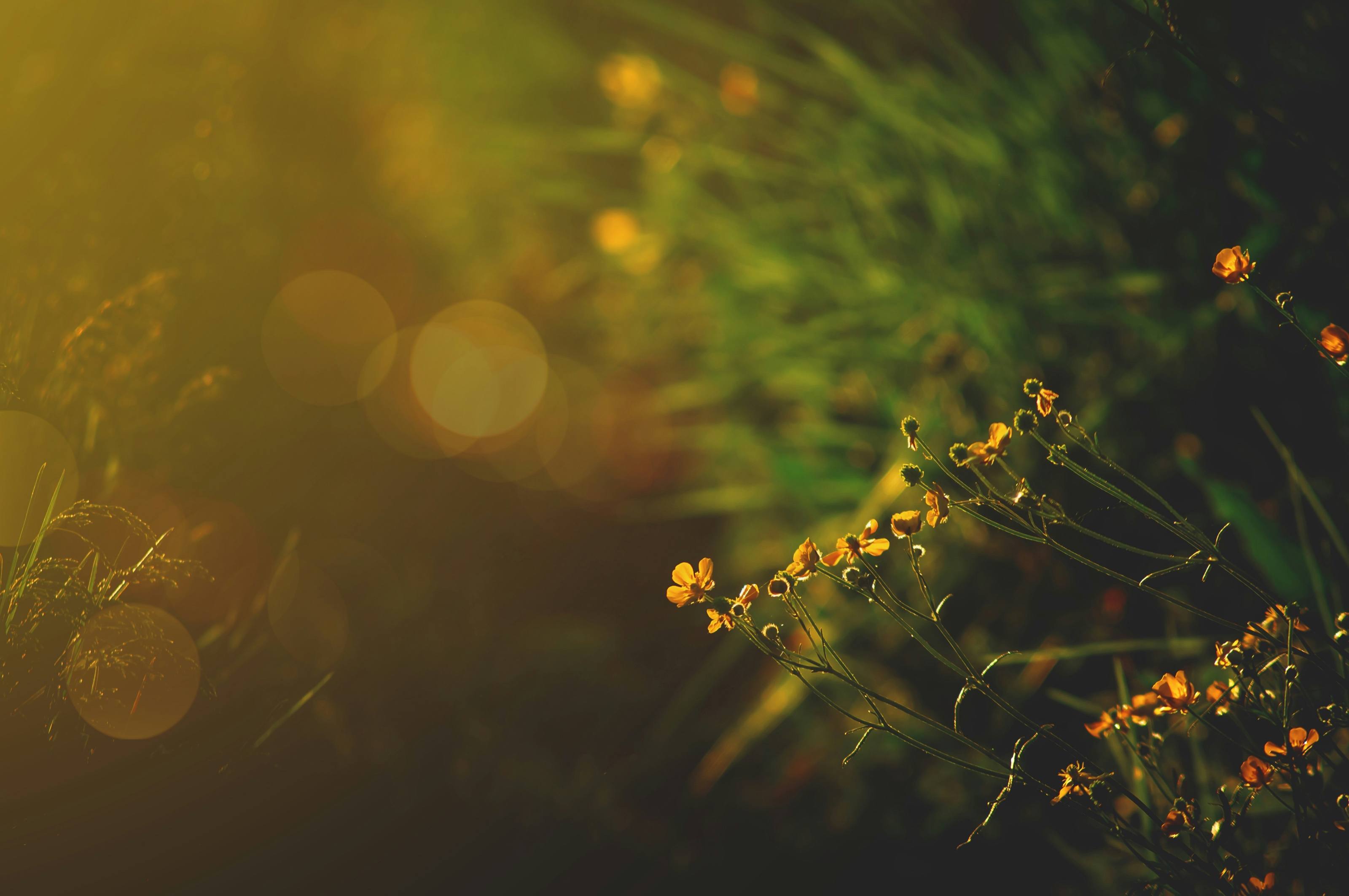 Small yellow flowers in a field