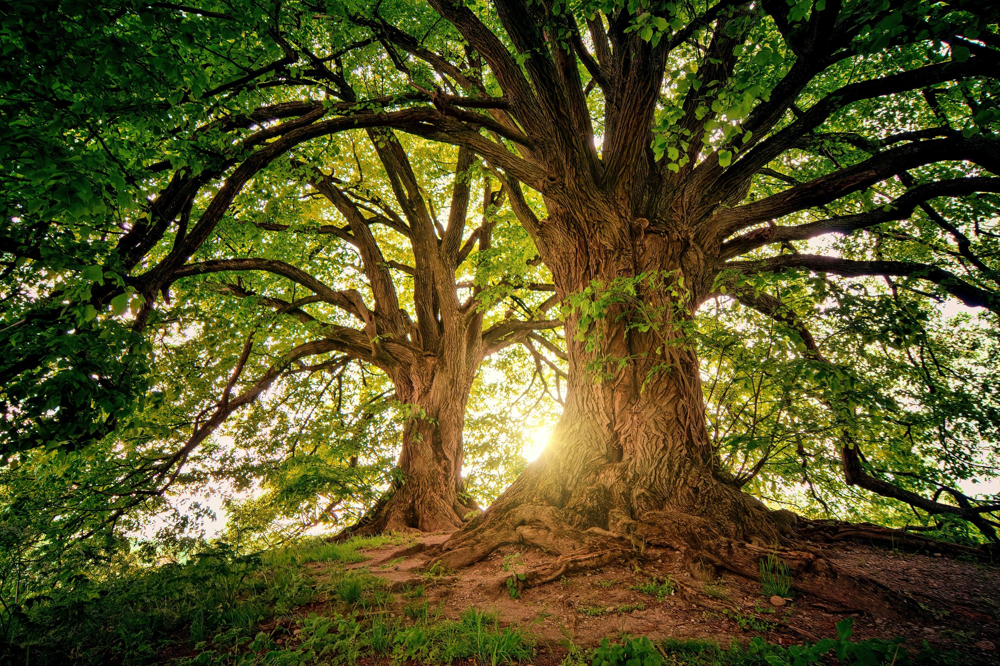 Two trees growing side by side