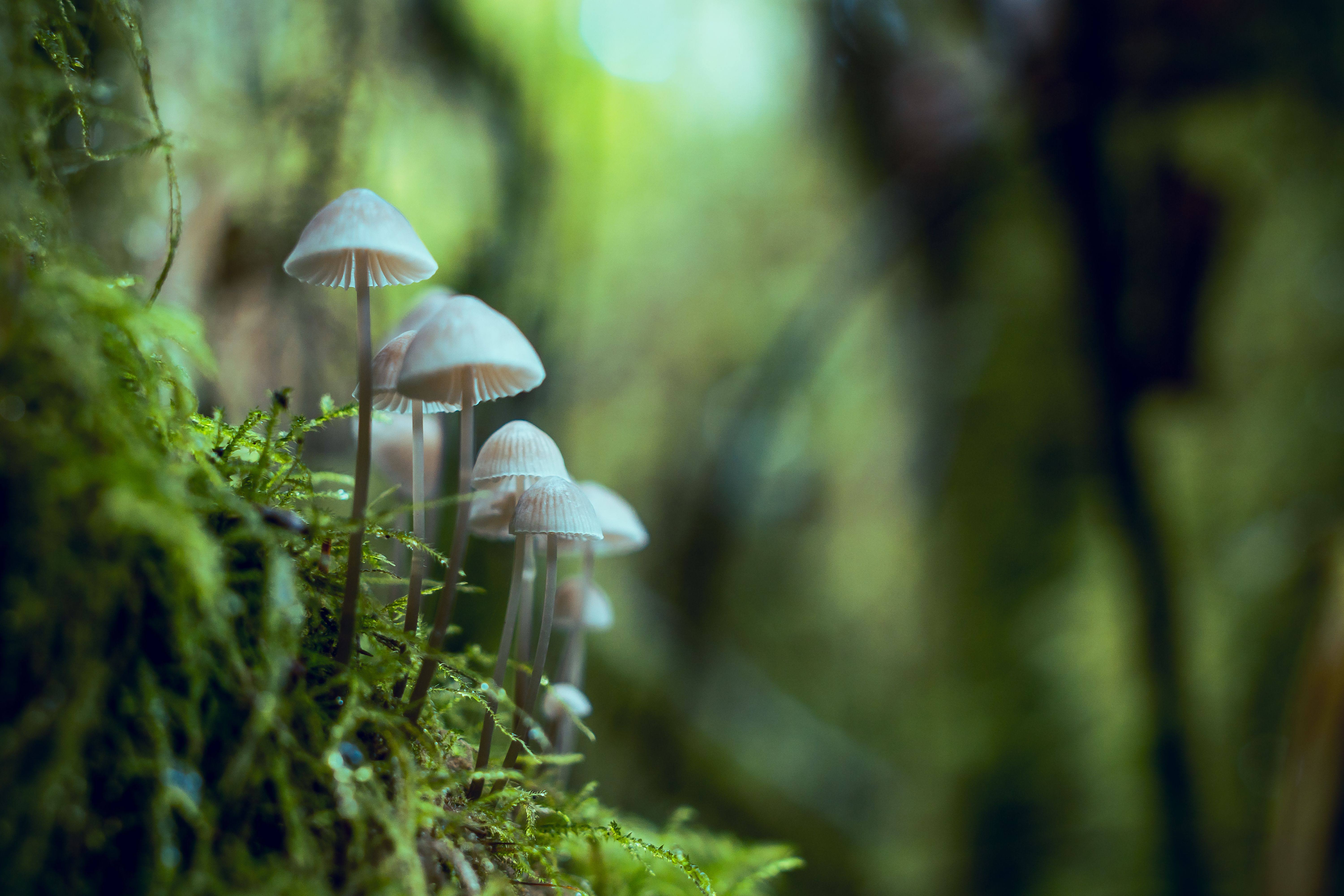 Small pale mushrooms growing on a mossy trunk in soft green light